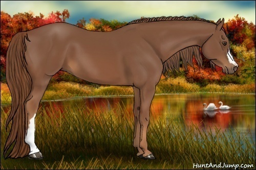 Horse Color:Chestnut 