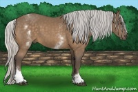 Horse Color:White Spotted Silver Buckskin Sabino 