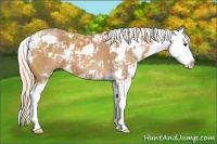 Horse Color:Chestnut Sabino Splash