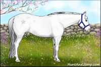 Horse Color:Black Sabino Splash 