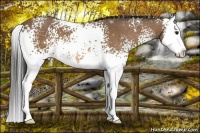 Horse Color:White Spotted Buckskin Splash 