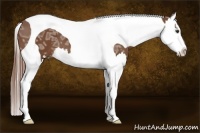 Horse Color:Chestnut Ice Splash Tobiano 
