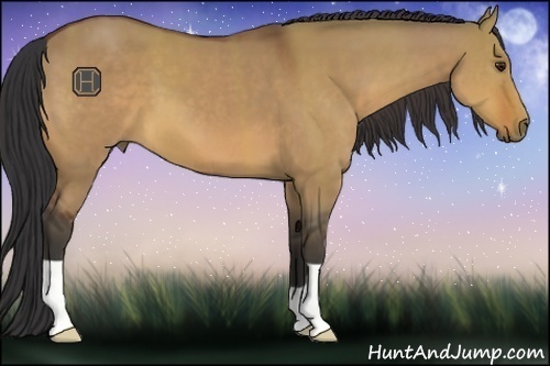 Horse Color:Bay Dun 