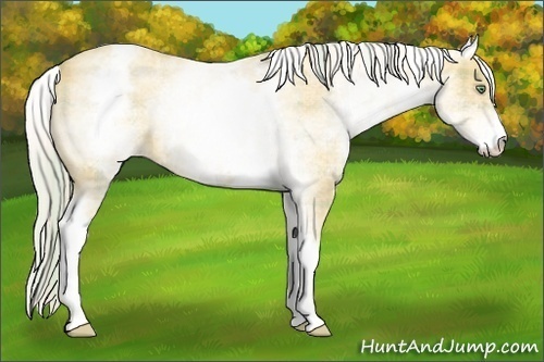 Horse Color:Plaid White Spotted Gold Cream Champagne