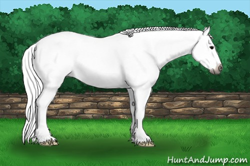Horse Color:Gray Black Splash