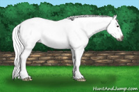 Horse Color:Gray Black Splash