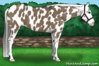 Horse Color:Liver Red Dun Appaloosa