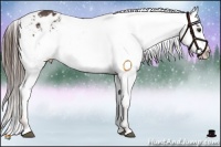 Horse Color:Liver Chestnut Appaloosa 