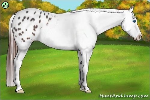 Horse Color:Brown Splash Appaloosa Rabicano 