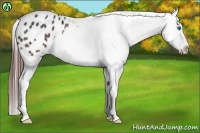 Horse Color:Brown Splash Appaloosa Rabicano 