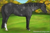 Horse Color:Black 