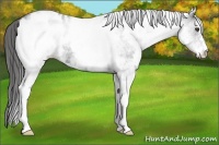 Horse Color:White Spotted Blue Roan Appaloosa Rabicano