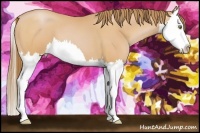 Horse Color:Bay Pearl Splash 