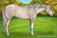 Horse Color:Chocolate Palomino Pearl