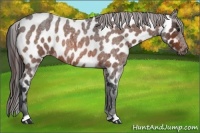 Horse Color:Brown Roan Near Leopard