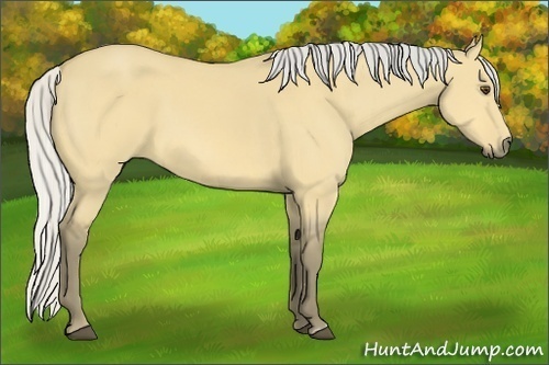 Horse Color:Silver Buckskin Dun Sabino Frame 