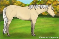Horse Color:Silver Buckskin Dun Sabino Frame