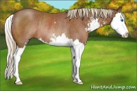 Horse Color:Chestnut Sabino Splash Rabicano 