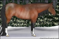 Horse Color:Brown Rabicano 