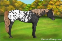 Horse Color:Liver Chestnut Appaloosa 