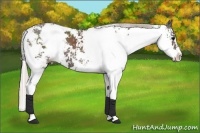 Horse Color:Silver Black Sabino 