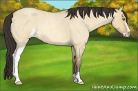 Horse Color:Amber Champagne Roan Dun Sabino