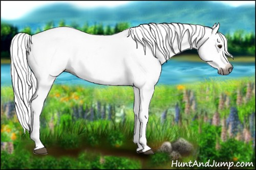 Horse Color:Gray Silver Bay Roan Appaloosa