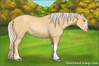 Horse Color:Gold Cream Champagne Rabicano