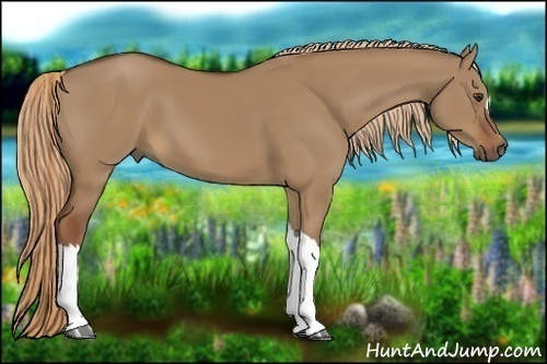 Horse Color:Red Dun 