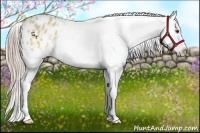 Horse Color:Palomino Dun Appaloosa 
