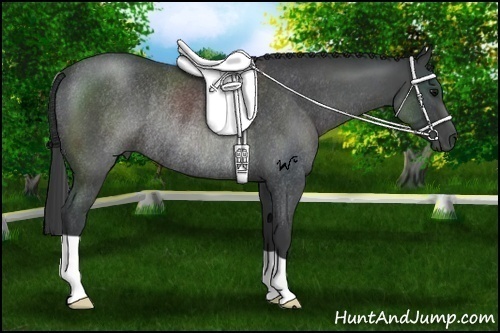 Horse Color:Blue Roan Rabicano