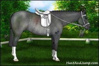 Horse Color:Blue Roan Rabicano 