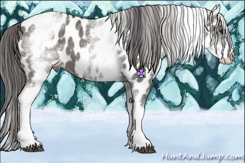 Horse Color:White Spotted Grullo Near Leopard Rabicano 