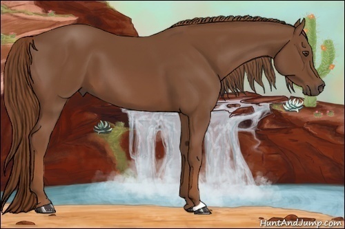 Horse Color:Chestnut 