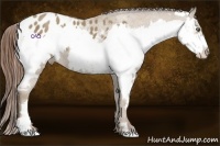 Horse Color:Classic Champagne Splash Frame Appaloosa