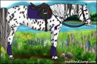 Horse Color:Brown Appaloosa