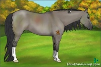 Horse Color:Grullo 