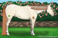 Horse Color:Buckskin Pearl Dun 