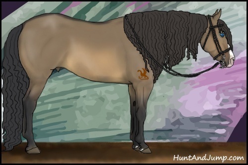 Horse Color:Buckskin Dun Splash Rabicano 