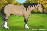 Horse Color:Bay Dun