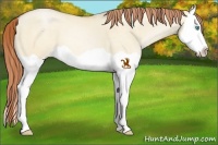Horse Color:Buckskin Pearl Dun Splash