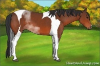 Horse Color:Bay Tobiano 