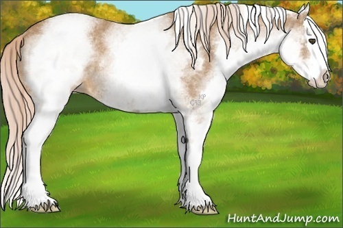 Horse Color:White Spotted Palomino Roan Splash Rabicano