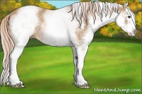 Horse Color:White Spotted Palomino Roan Splash Rabicano