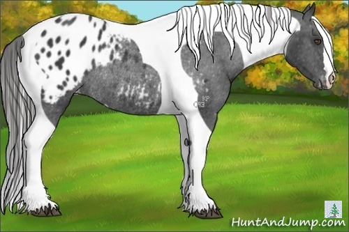 Horse Color:Black Tobiano Appaloosa Rabicano