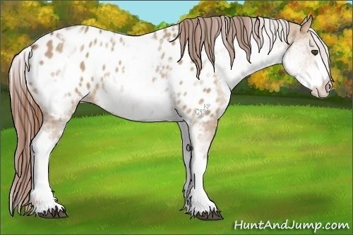 Horse Color:White Spotted Red Dun Near Leopard Rabicano 