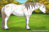 Horse Color:White Spotted Red Dun Appaloosa Rabicano 