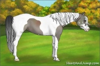 Horse Color:Grullo Sabino Tobiano 
