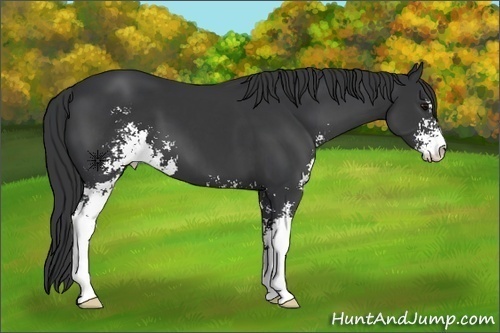 Horse Color:Black Sabino