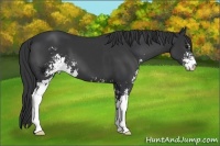 Horse Color:Black Sabino